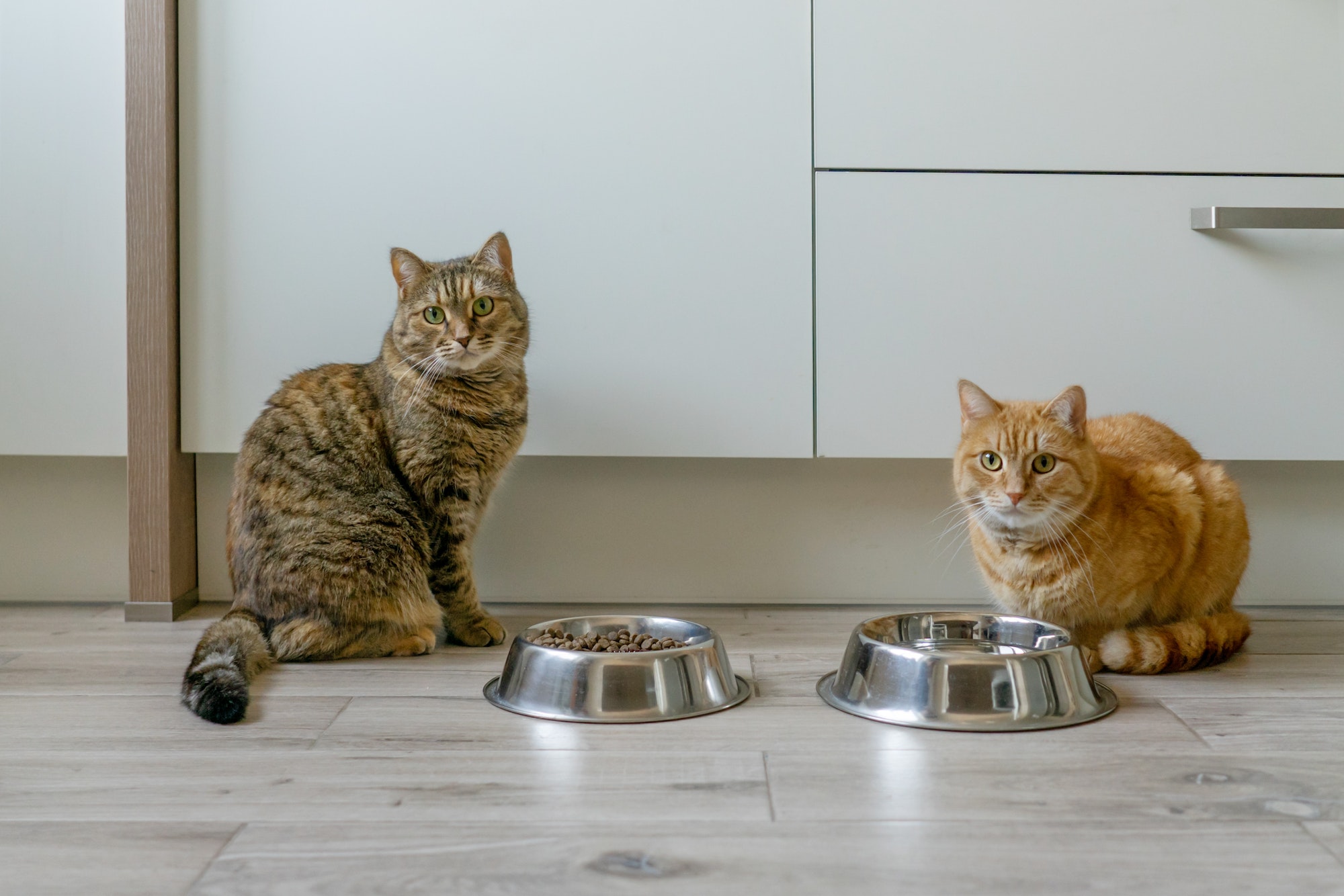 Two beautiful cats in the kitchen near bowls of dry cat food. Cats look at the camera.